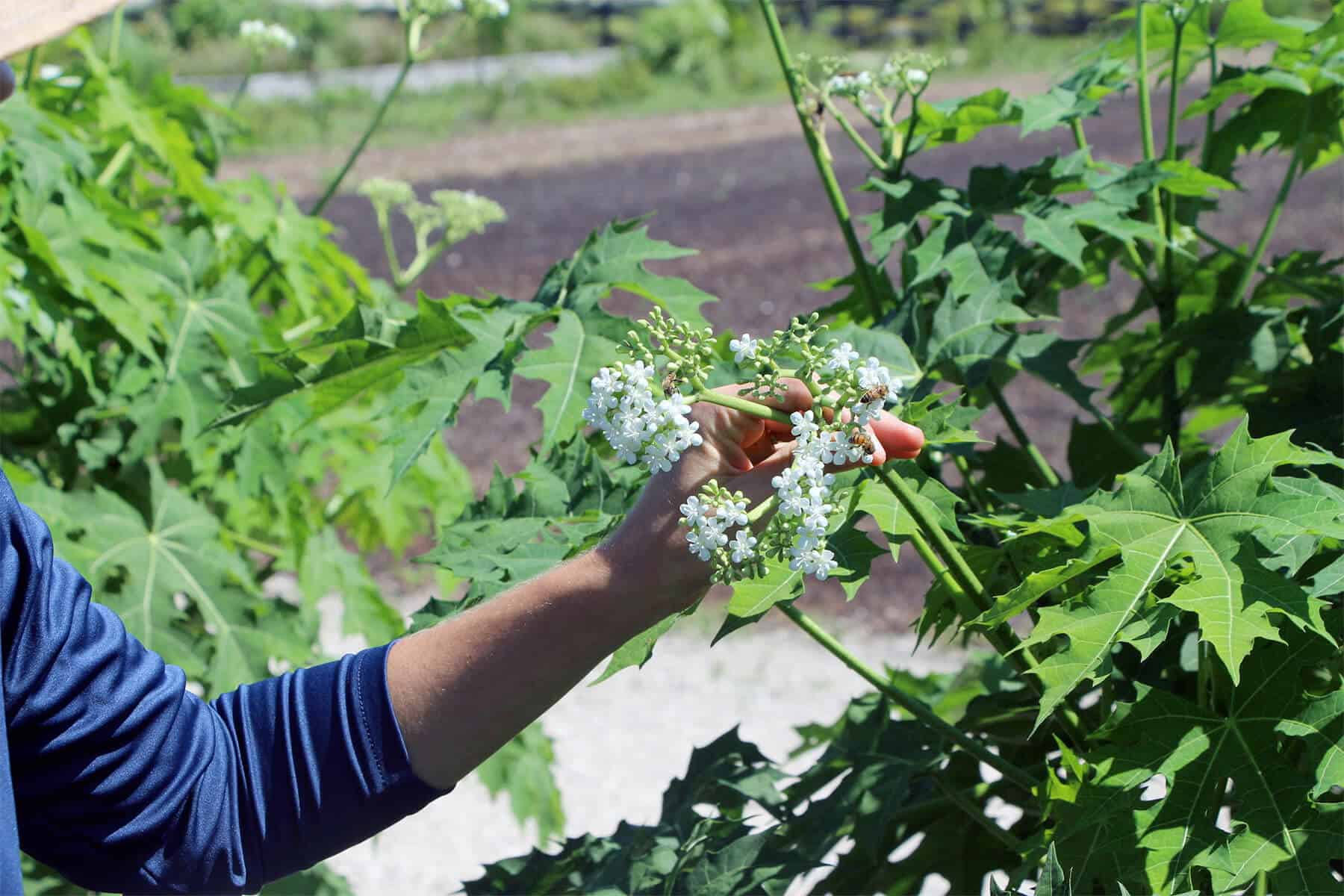 An ‘Agrihood’ In Wellington Looks To Bring Suburbanites Closer To The Source Of Their Food