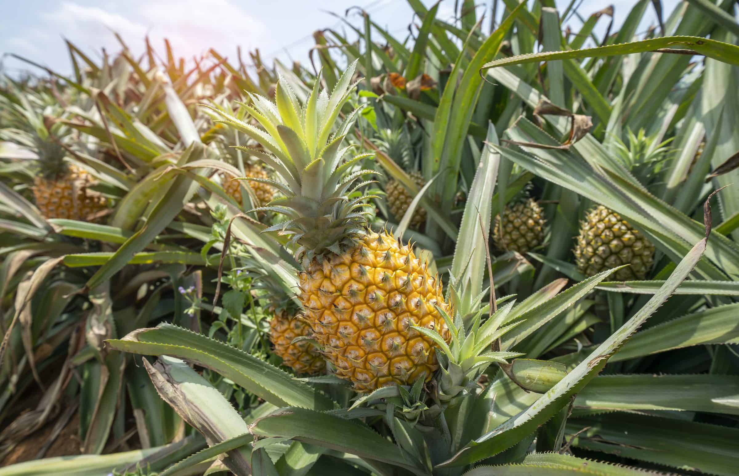 How Do Pineapples Grow, Exactly? Tips to Germinate the Tropical Fruit