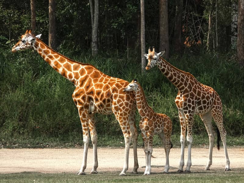 Palm Beach Zoo