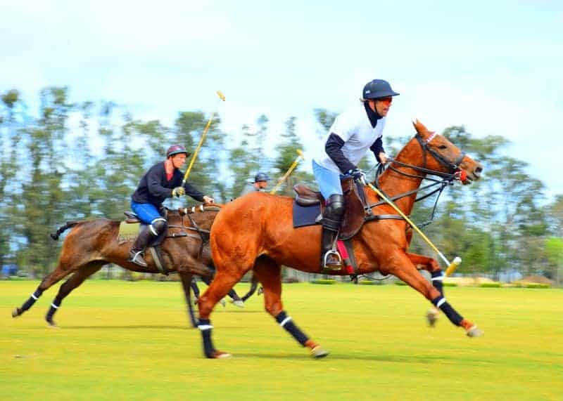 Watch a Polo Match