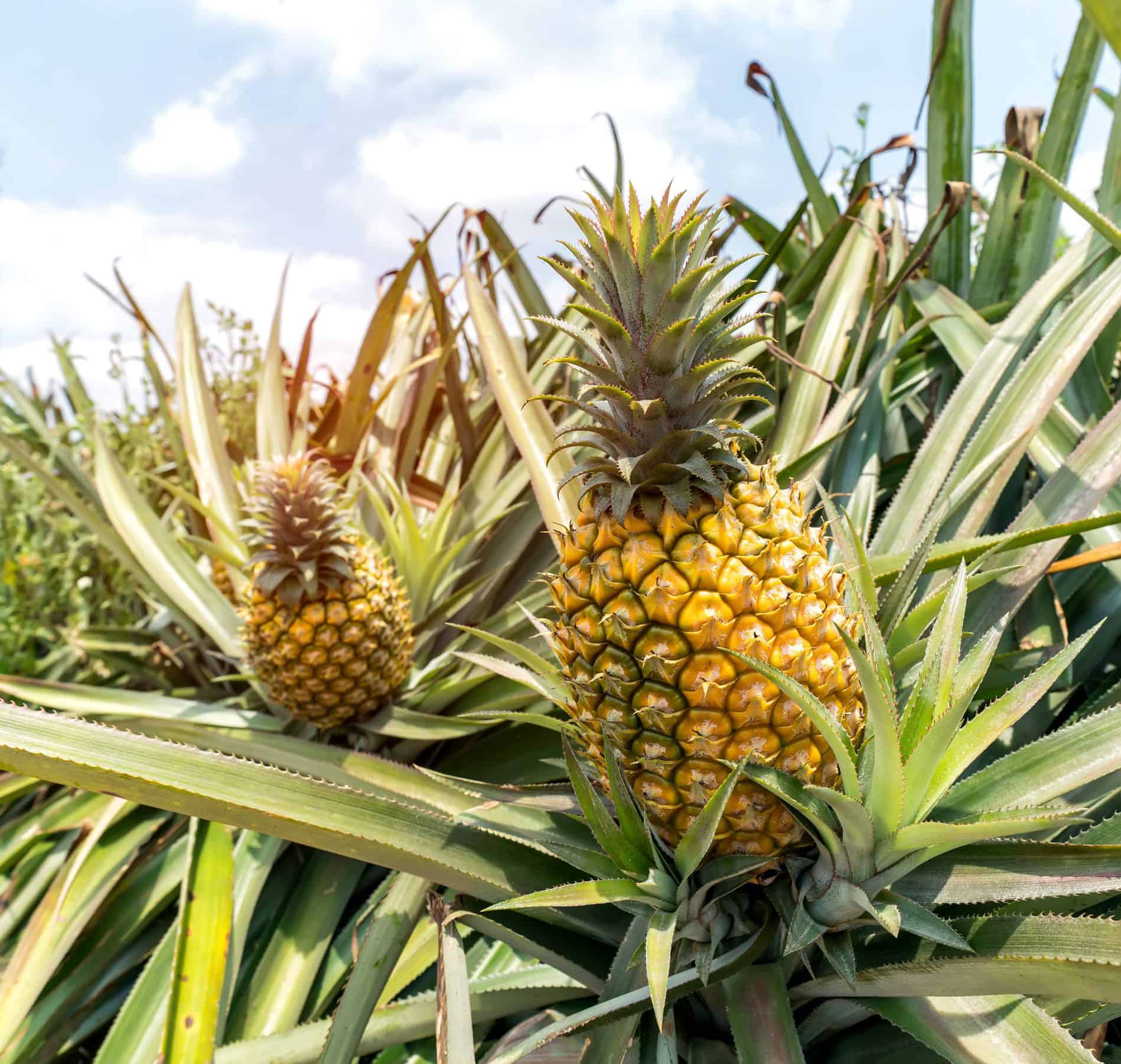 Pineapple Plant Guide: Everything You Need To Know To Grow The Tropical Fruit At Home